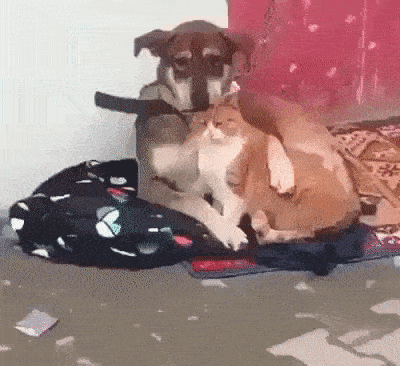 Daily Gifdump Daily Gifdump