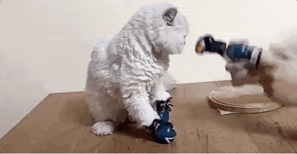 Daily Gifdump Daily Gifdump