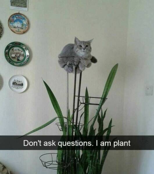 Cat Memes That Understand You Better Than Your Therapist