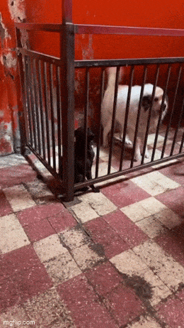 https://img.izismile.com/img/img15/20250612/gifs/daily_gifdump_5023_15.gif
