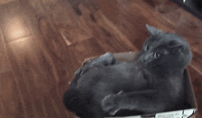 Daily Gifdump Daily Gifdump