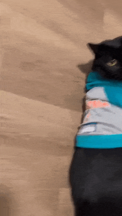 Daily Gifdump Daily Gifdump