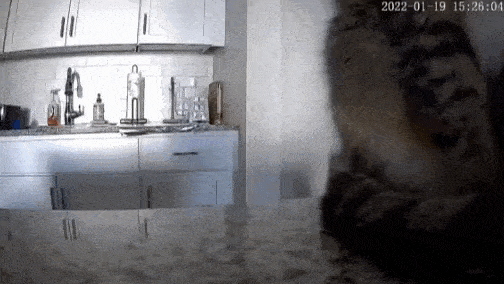 Daily Gifdump Daily Gifdump