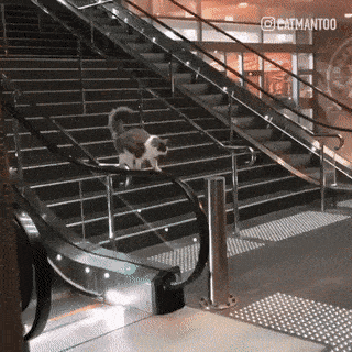 Daily Gifdump Daily Gifdump