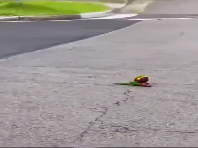 Girl Saves Dying Rainbow Lorikeet on Road