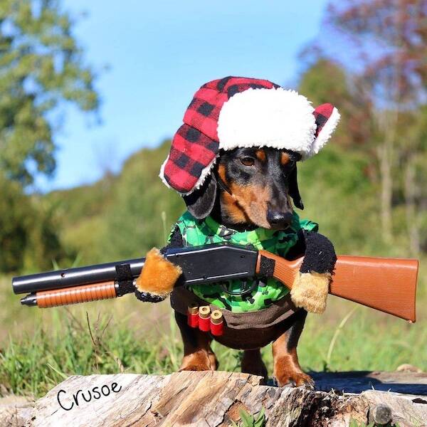 Pets & Predators: The Secret Stars Of Cyberspace