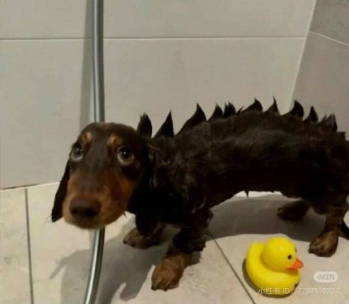 Pets & Predators: The Secret Stars Of Cyberspace