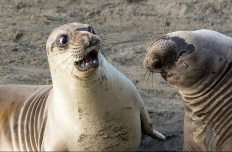 Pets & Predators: The Secret Stars Of Cyberspace