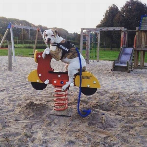 Pets & Predators: The Secret Stars Of Cyberspace