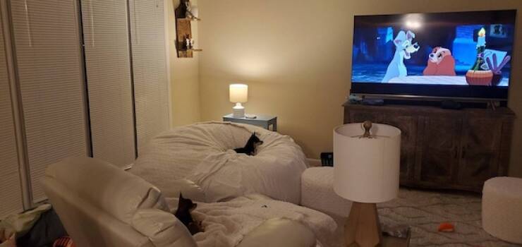 Pets & Predators: The Secret Stars Of Cyberspace