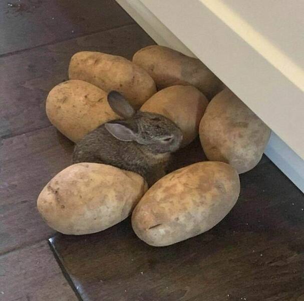 Photos So Bizarre Your Brain Will Buffer Mid-Scroll
