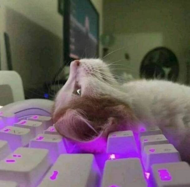 Photos So Bizarre Your Brain Will Buffer Mid-Scroll