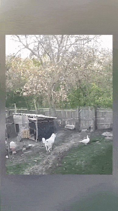 https://img.izismile.com/img/img15/20250613/gifs/daily_gifdump_5024_05.gif