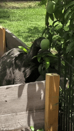 https://img.izismile.com/img/img15/20250613/gifs/daily_gifdump_5024_30.gif