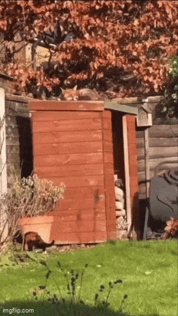 https://img.izismile.com/img/img15/20250613/gifs/daily_gifdump_5024_36.gif