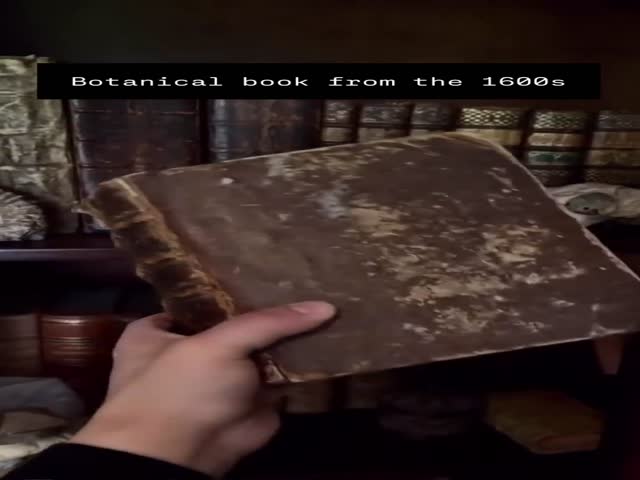 Botanical Book From The 1600s