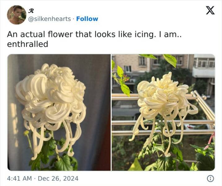 Stuff That Accidentally Cosplayed As Other Stuff