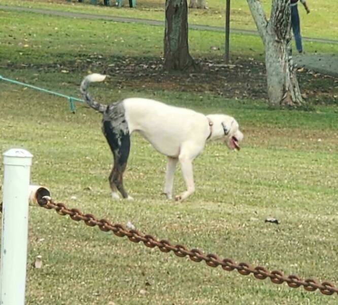 Stuff That Accidentally Cosplayed As Other Stuff