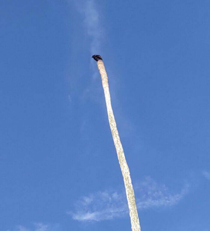 Stuff That Accidentally Cosplayed As Other Stuff