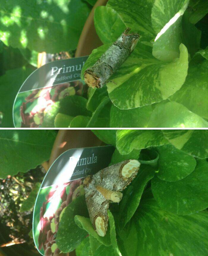 Stuff That Accidentally Cosplayed As Other Stuff