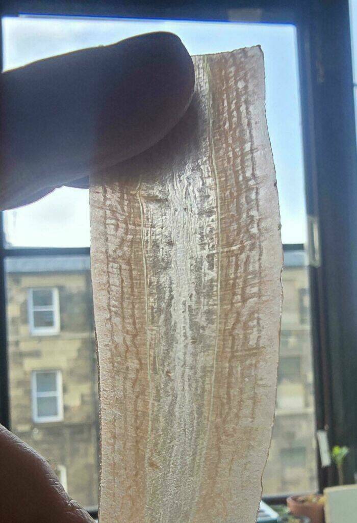 Stuff That Accidentally Cosplayed As Other Stuff