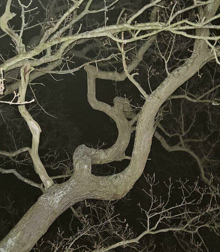 Stuff That Accidentally Cosplayed As Other Stuff