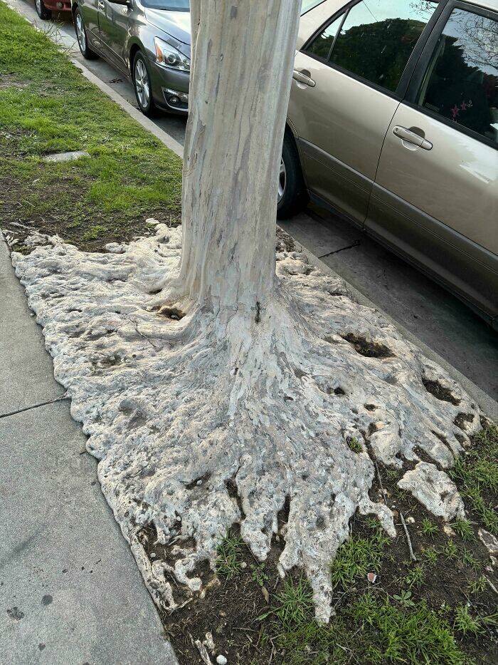 Stuff That Accidentally Cosplayed As Other Stuff