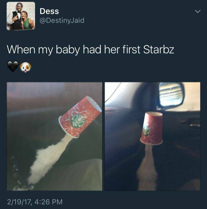 Stuff That Accidentally Cosplayed As Other Stuff