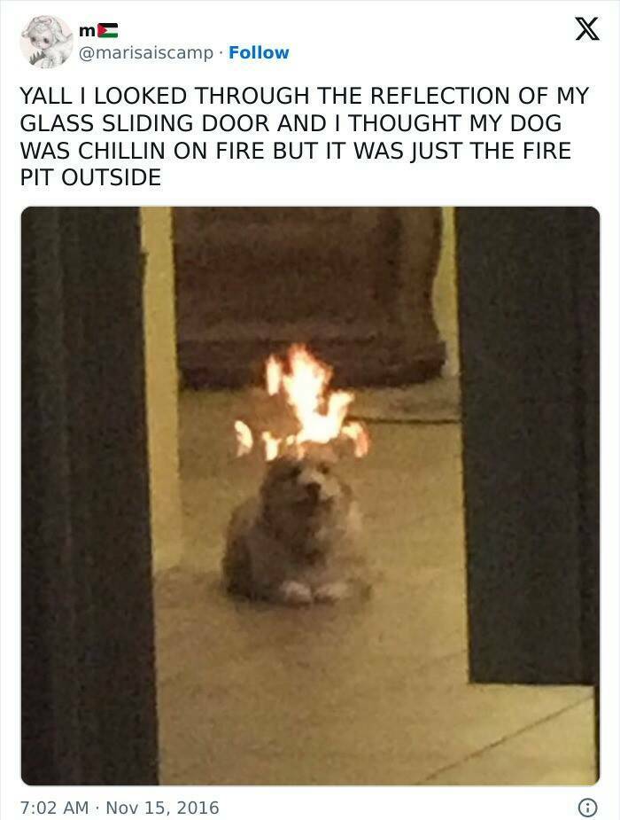 Stuff That Accidentally Cosplayed As Other Stuff