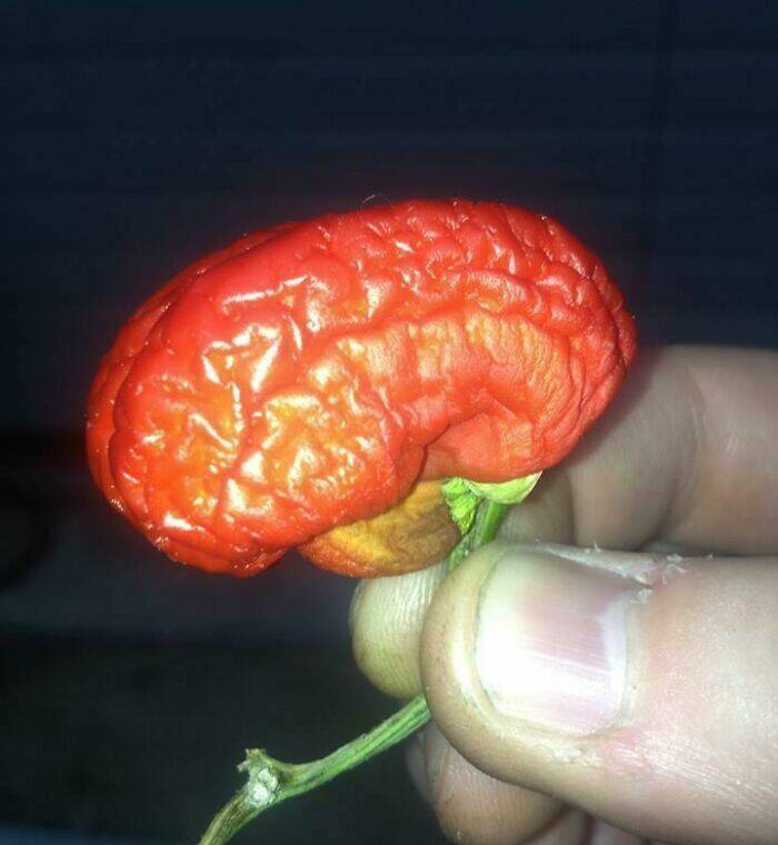 Stuff That Accidentally Cosplayed As Other Stuff