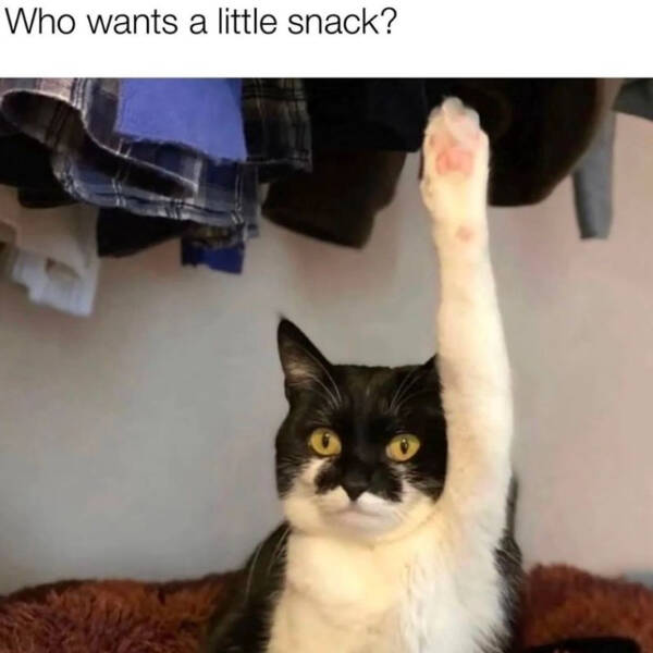 Three Cats On One Chair? Maximum Comfort