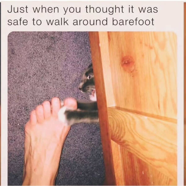 Three Cats On One Chair? Maximum Comfort