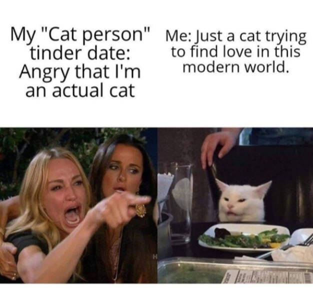 Three Cats On One Chair? Maximum Comfort