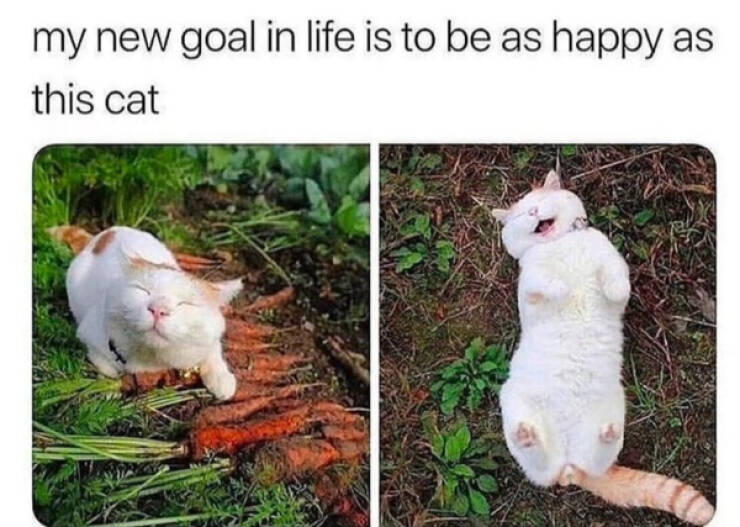 Three Cats On One Chair? Maximum Comfort