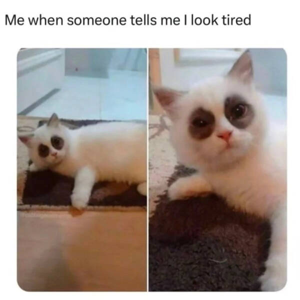 Three Cats On One Chair? Maximum Comfort