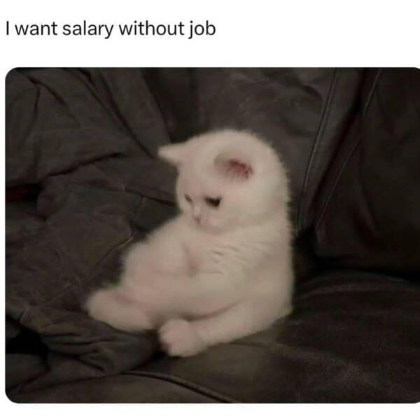 Three Cats On One Chair? Maximum Comfort