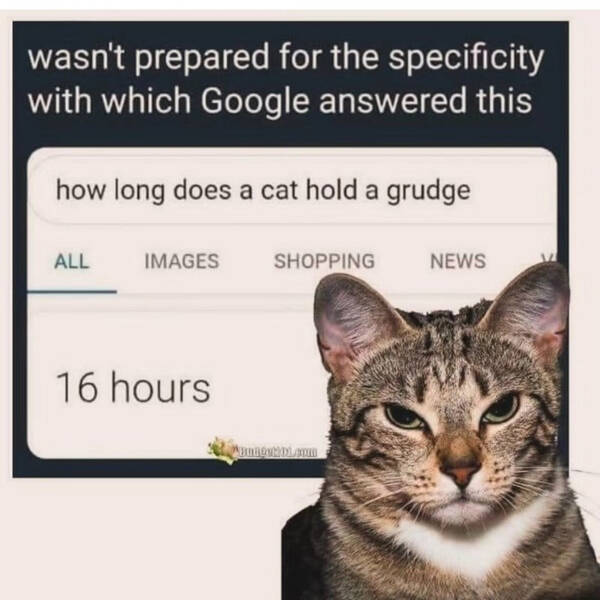 Three Cats On One Chair? Maximum Comfort