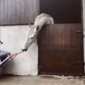 Daily Gifdump Daily Gifdump