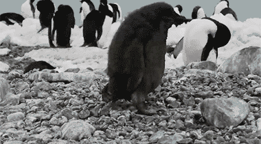 Daily Gifdump Daily Gifdump