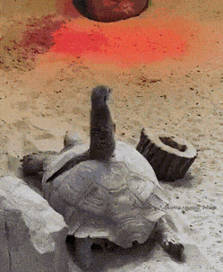 Daily Gifdump Daily Gifdump