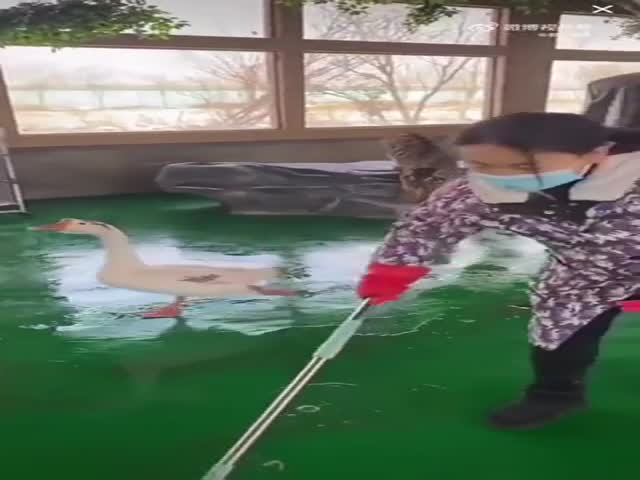 Going For The Kill