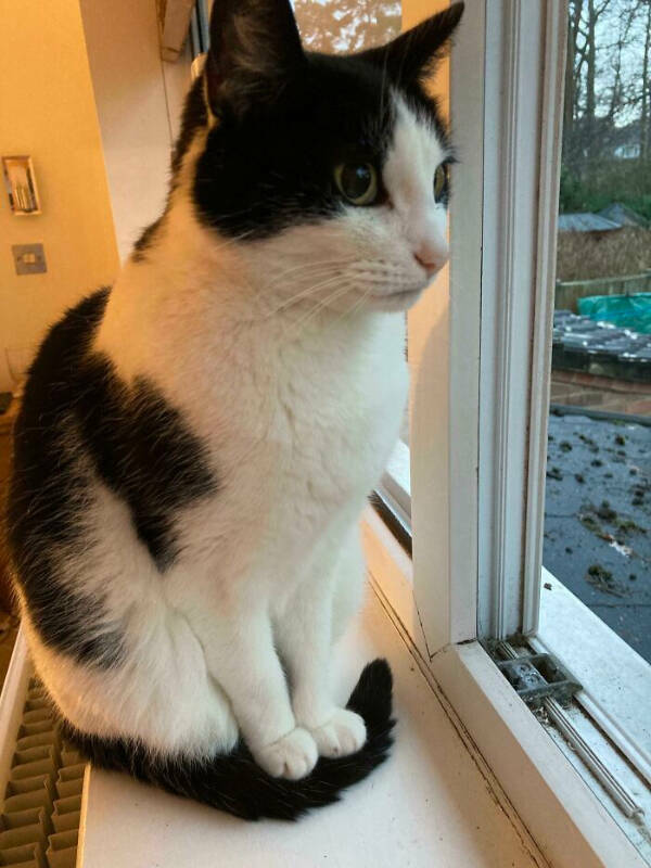 Curiously Captivating Moments Caught on Camera