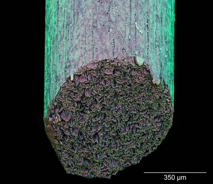 Ordinary Objects, Extraordinary Close-Ups