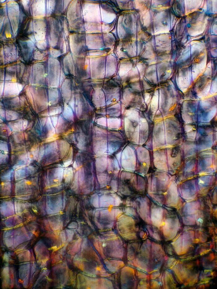 Ordinary Objects, Extraordinary Close-Ups