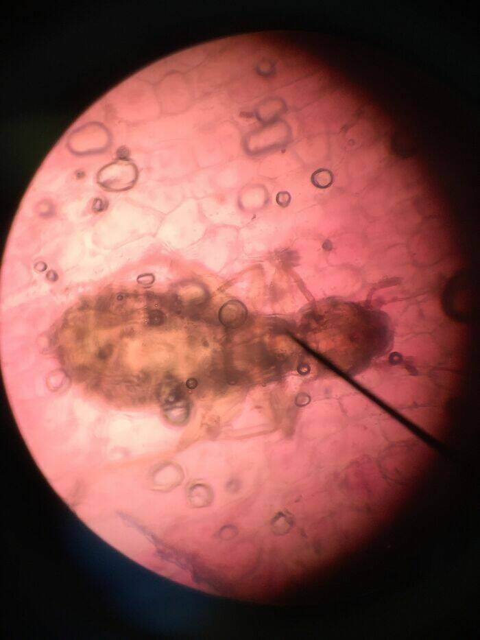 Ordinary Objects, Extraordinary Close-Ups