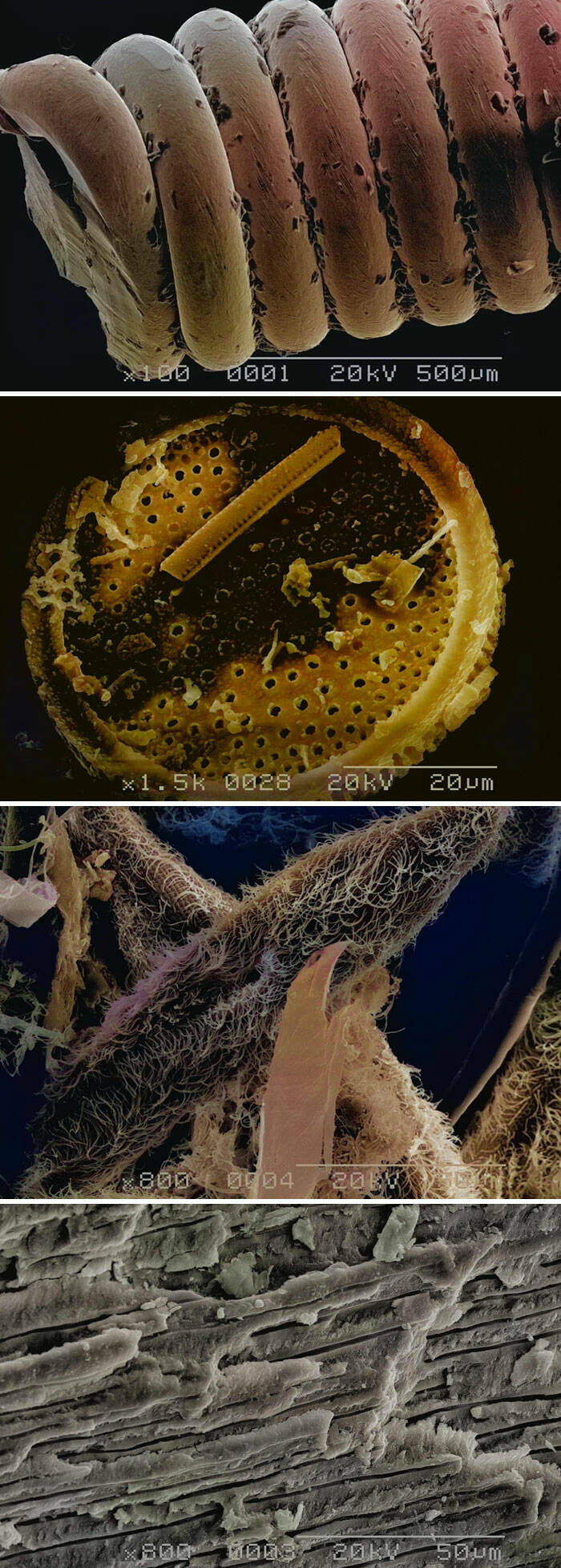 Ordinary Objects, Extraordinary Close-Ups