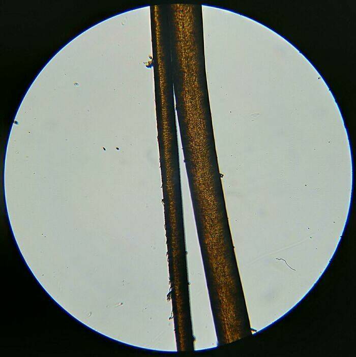 Ordinary Objects, Extraordinary Close-Ups