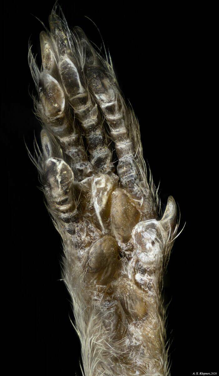 Ordinary Objects, Extraordinary Close-Ups