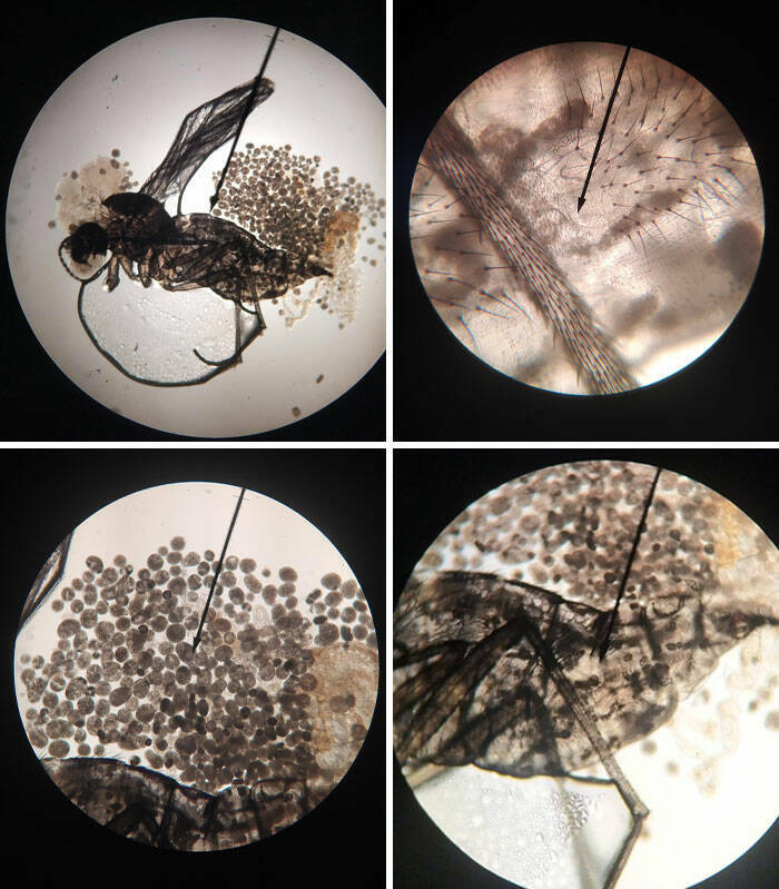 Ordinary Objects, Extraordinary Close-Ups