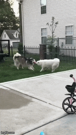 Daily Gifdump Daily Gifdump